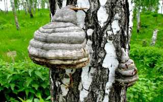 Лечебный гриб чага