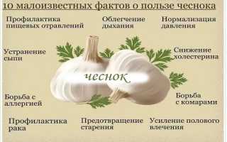 Лечебные свойства чеснока