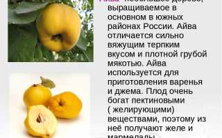 Полезные свойства айвы для организма человека