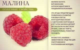 Чем полезна малина для организма человека?