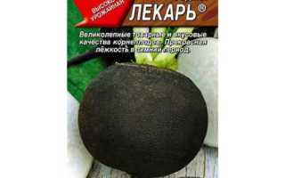 Черная редька — природный лекарь