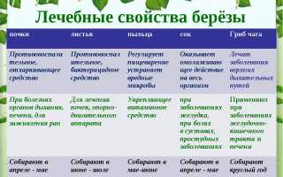 Лечебные свойства листьев березы