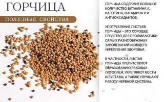 Польза горчицы по Неумывакину