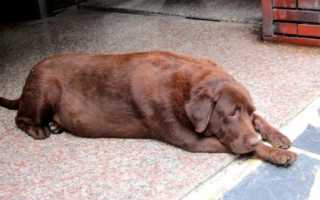 Метастазы в легких у собаки продолжительность жизни