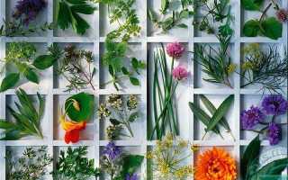 Лечение мастопатии народными методами