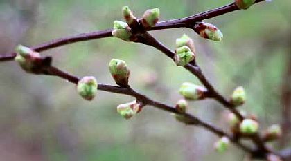 Вишневые почки и веточки