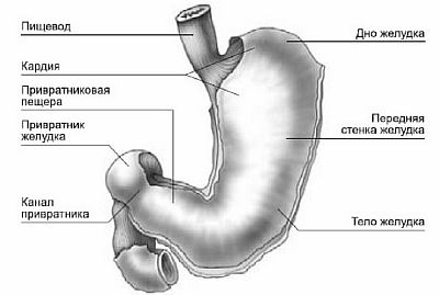 Спазм привратника желудка