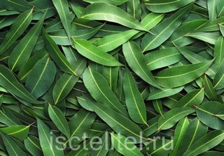 Лечение эрозии листьями эвалипта