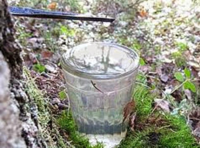 Березовый сок