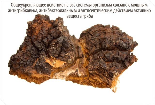 Свойства гриба чага