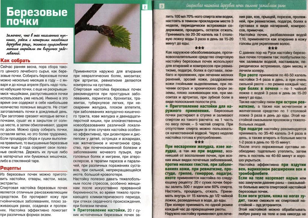 Лечение березой