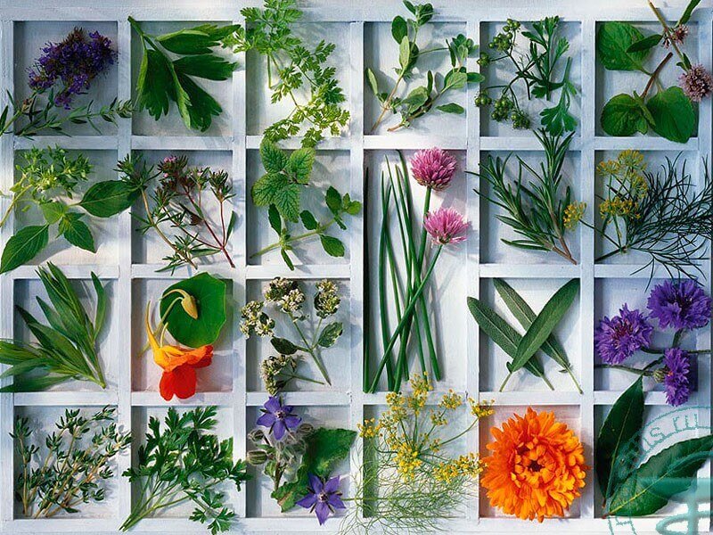 Лечение мастопатии