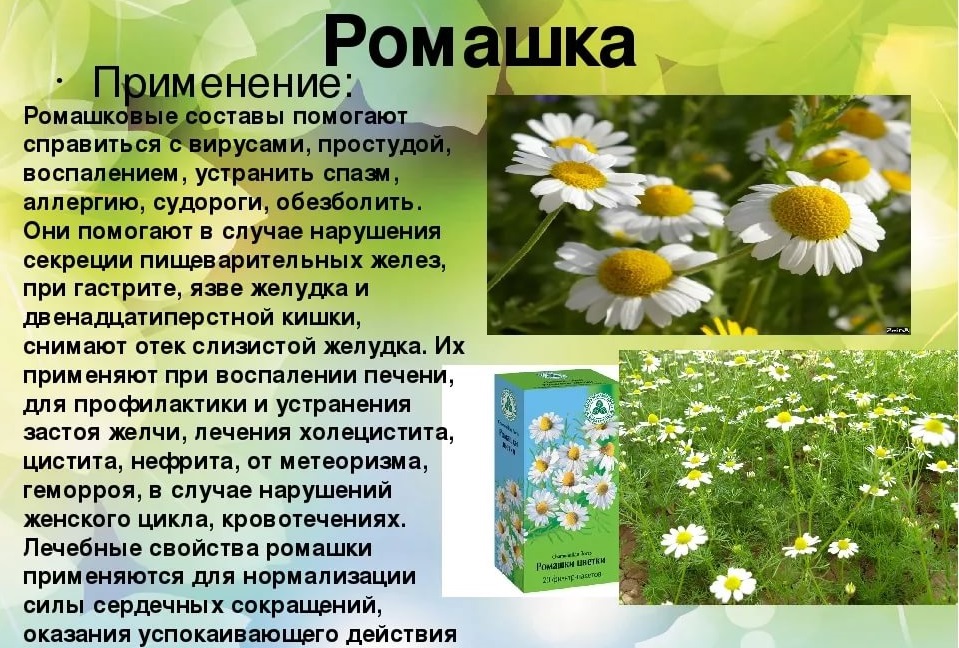 Лечение ромашкой
