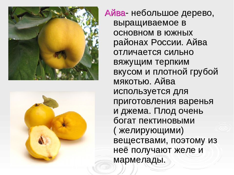 Польза айвы