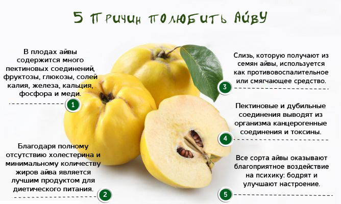 Польза айвы
