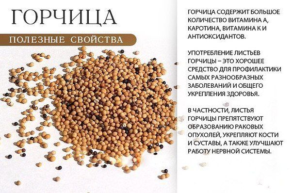 Польза горчицы