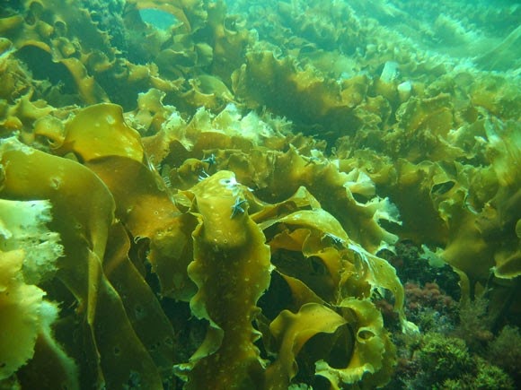 Польза морской капусты