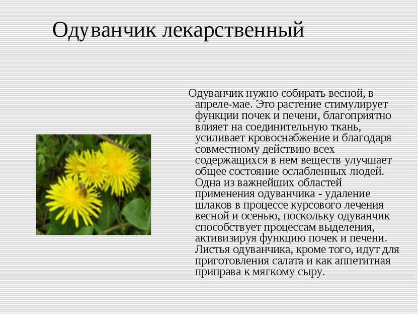Польза одуванчика