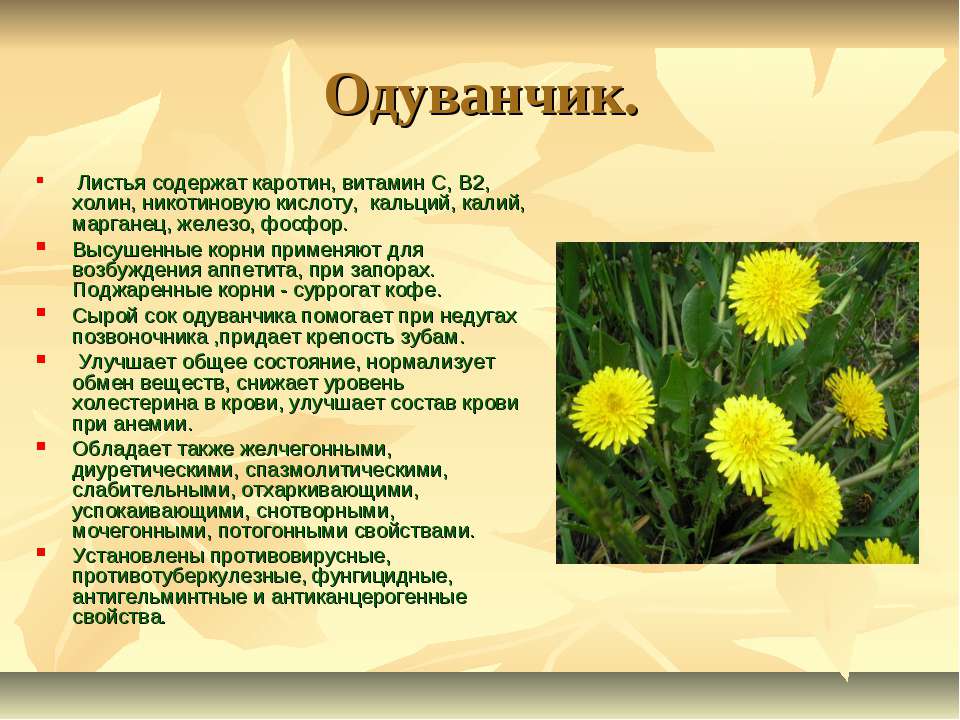 Польза одуванчика