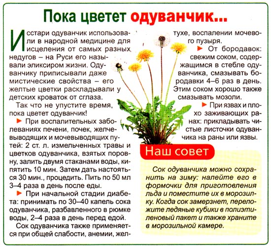 Польза одуванчика