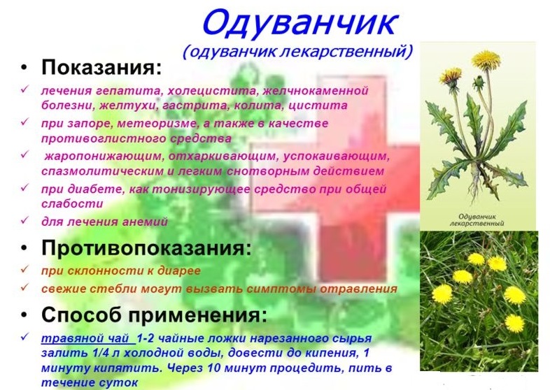 Польза одуванчика